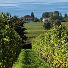 Durchblick auf den Bodensee