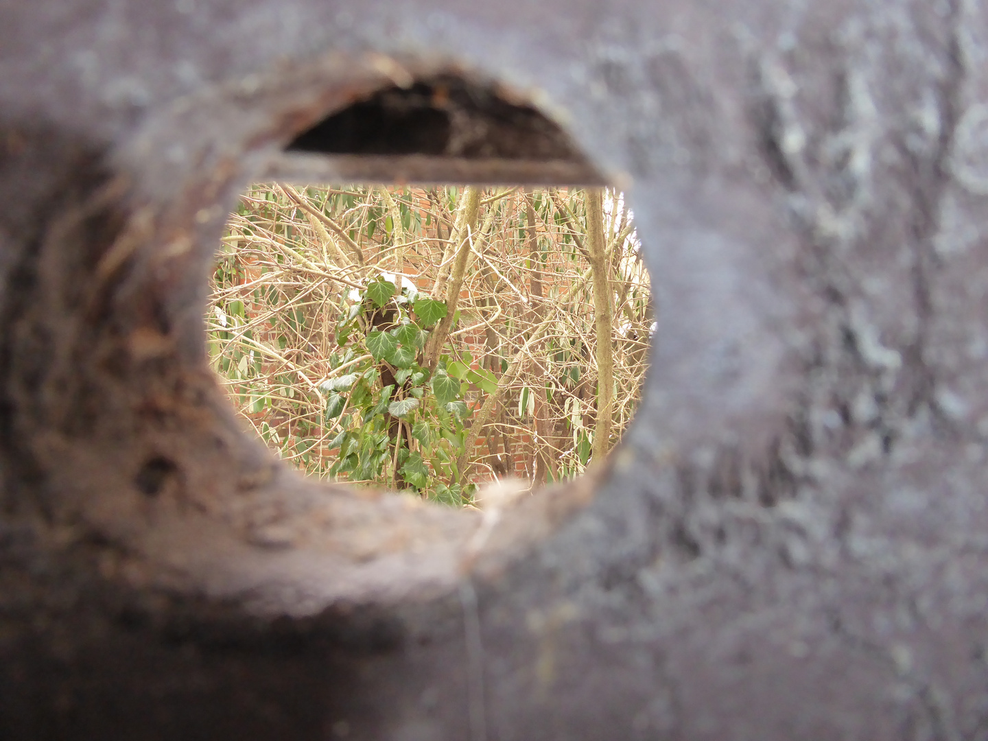 Durchblick auf den Efeu