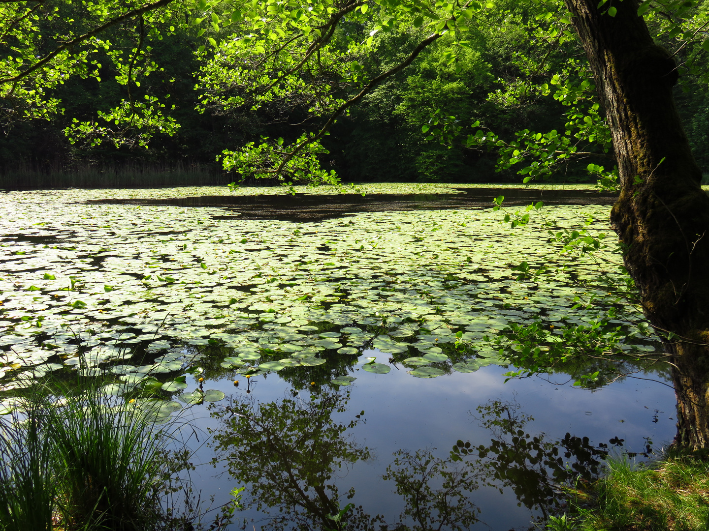 Durchblick auf den ErnstLudwig Teich Foto & Bild spezial, projekte