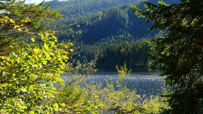 Durchblick auf den glitzernden Ödensee