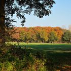 Durchblick auf den Herbstwald