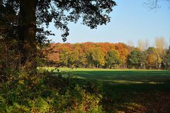 Durchblick auf den Herbstwald