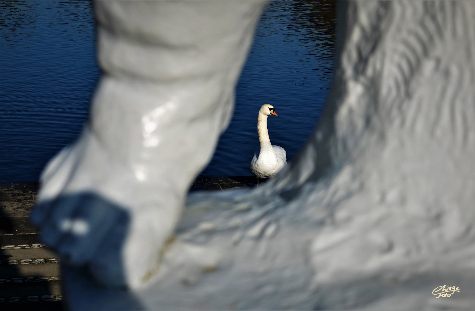 Durchblick auf den stolzen Schwan