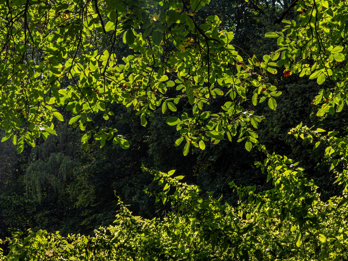 Durchblick auf den Wald