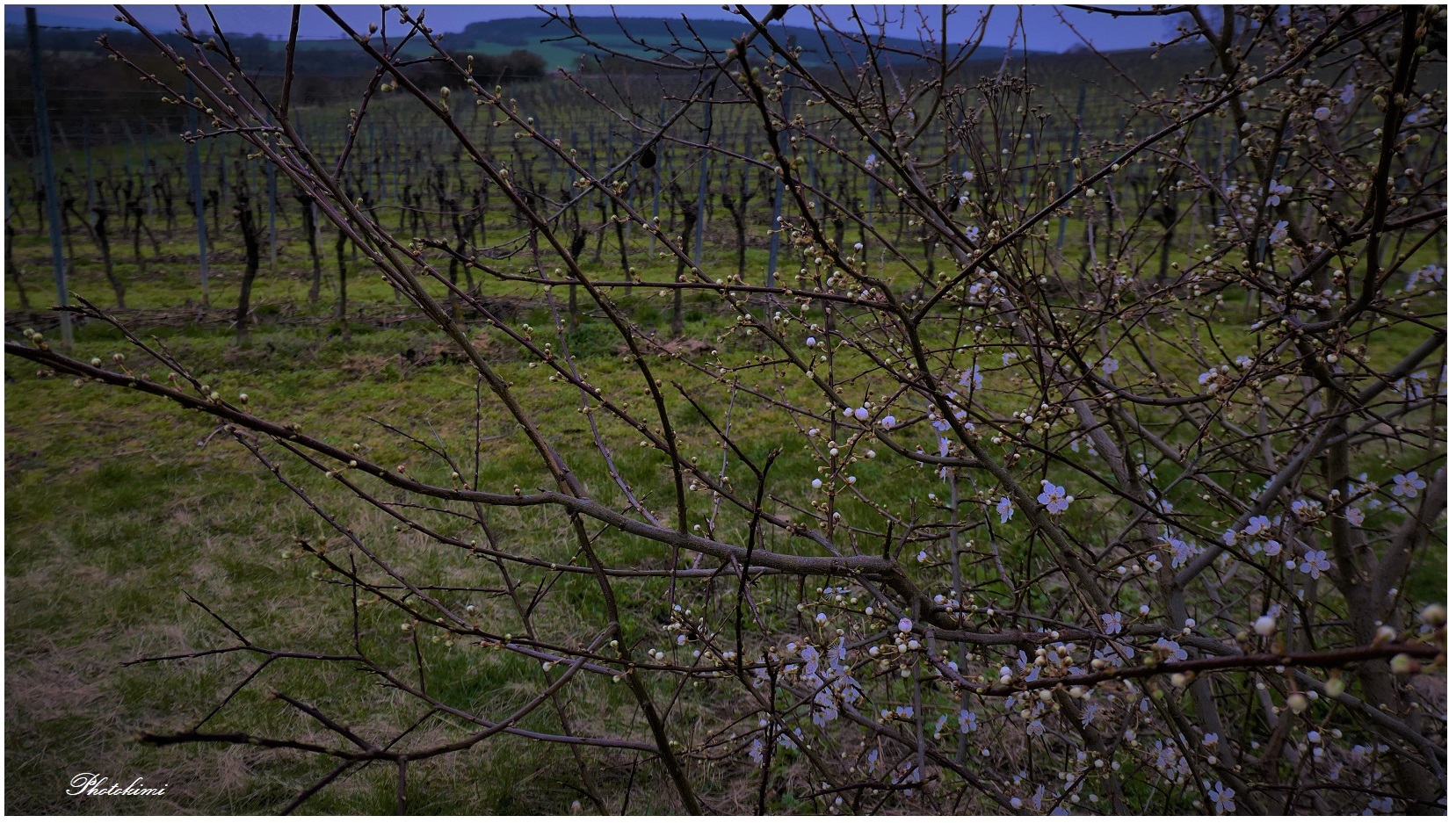 Durchblick auf den Weinbergen