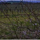 Durchblick auf den Weinbergen