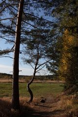 Durchblick auf die großen Moorwiesen