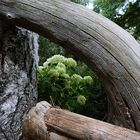 Durchblick auf die Hortensie