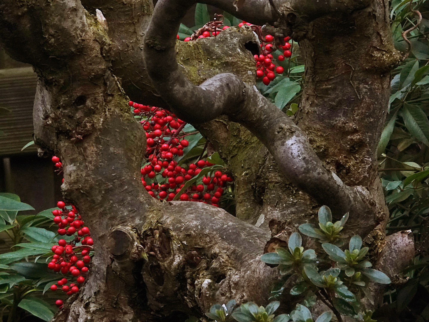 Durchblick auf die roten Beeren