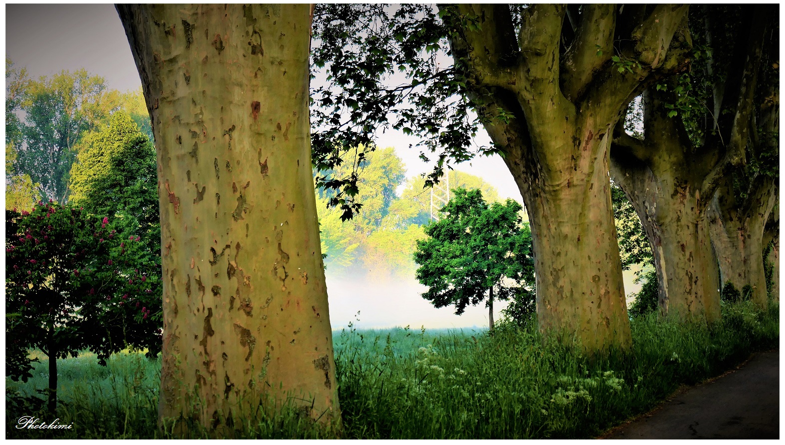 Durchblick auf die vernebelte Rheinaue