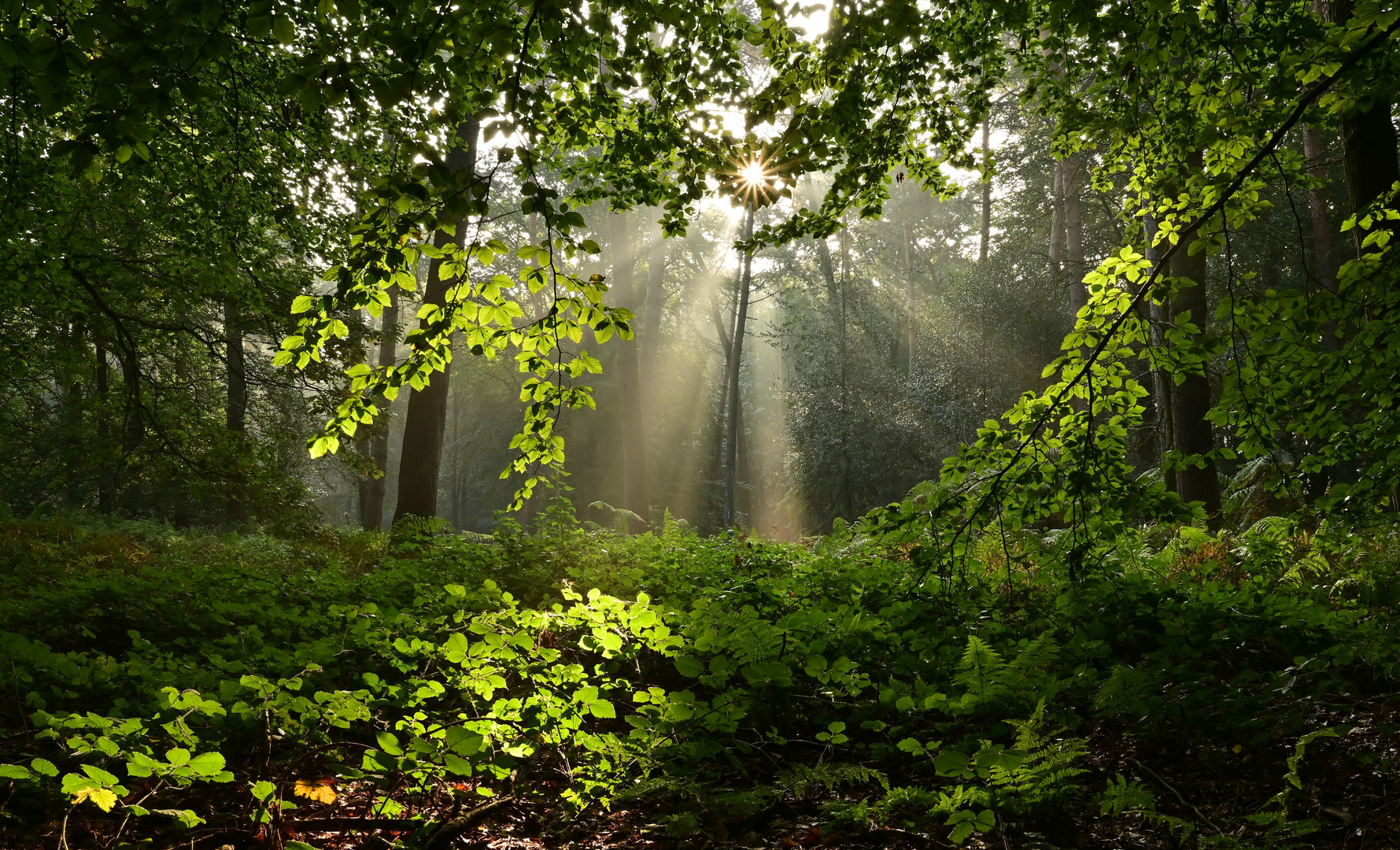 Durchblick auf die Waldlichtung