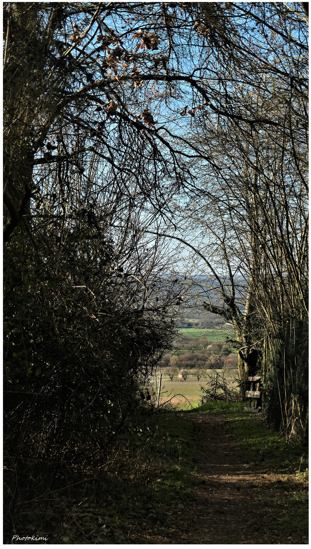 Durchblick auf die Weinfelder