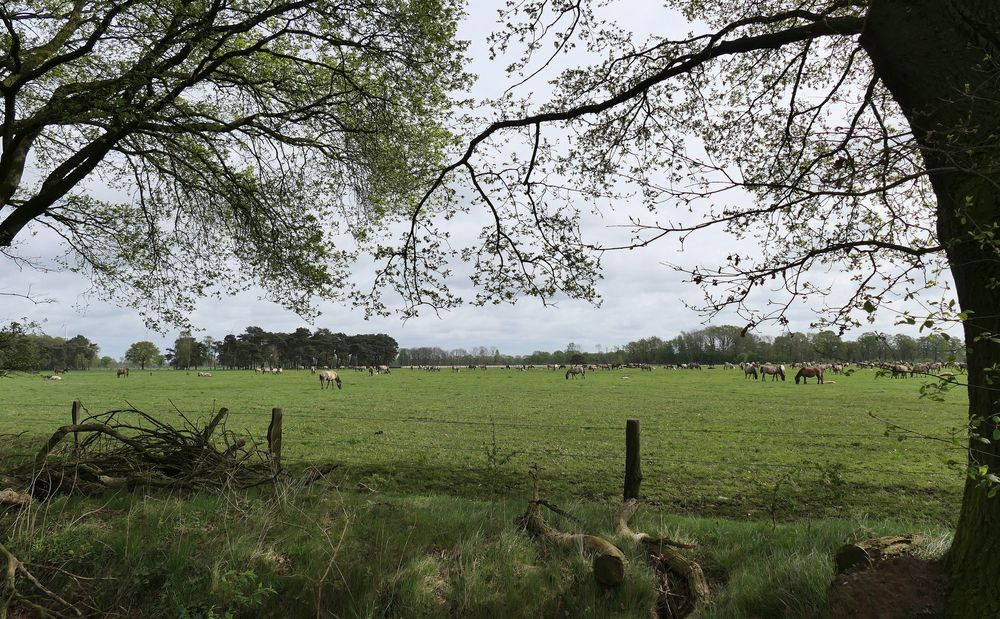 Durchblick auf die Wildpferde-Herde