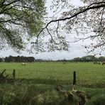 Durchblick auf die Wildpferde-Herde