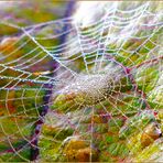 Durchblick auf ein herbstlich buntes Blatt 