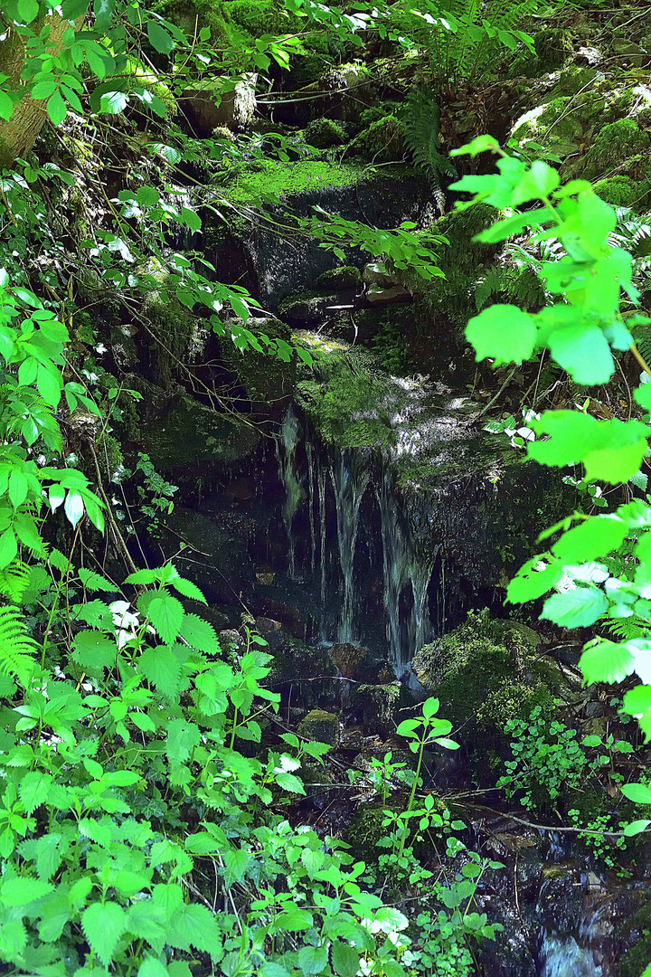 Durchblick auf ein Rinnsal