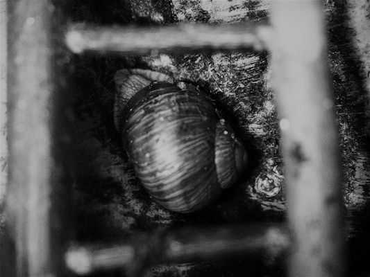 Durchblick auf Franz Ferdinand