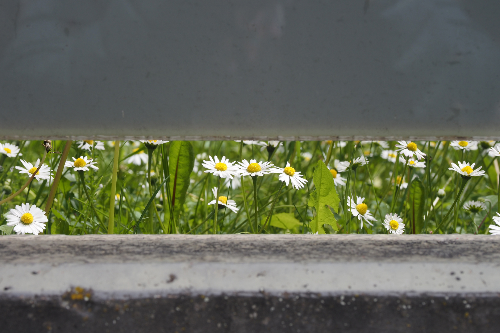 durchblick auf gänseblümchen