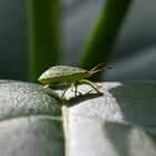 Durchblick auf und unterdurch die kleine ...