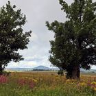 Durchblick aus einem der schönsten Falterreviere zum Berg Geising...