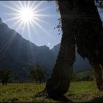 Durchblick-Baum