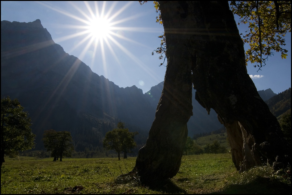 Durchblick-Baum