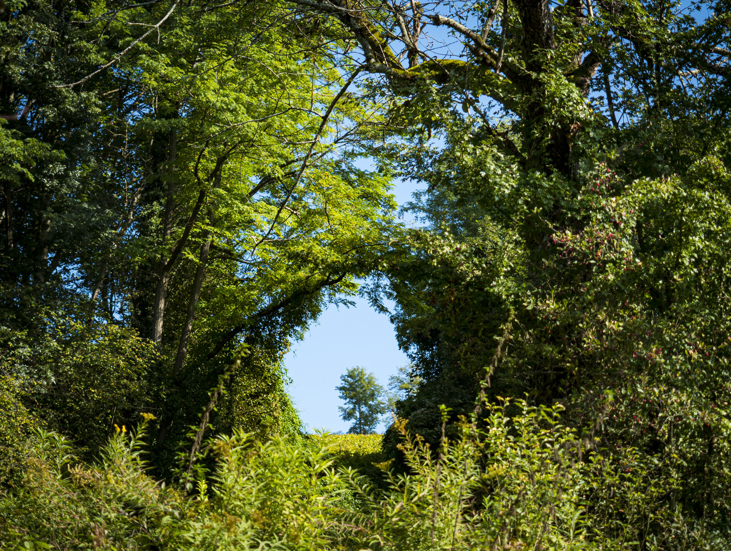 Durchblick - Buschwerk und Baum