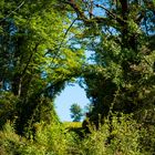 Durchblick - Buschwerk und Baum