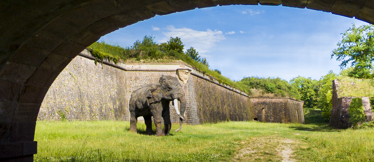 Durchblick - der Vauban Elefant