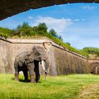 Durchblick - der Vauban Elefant