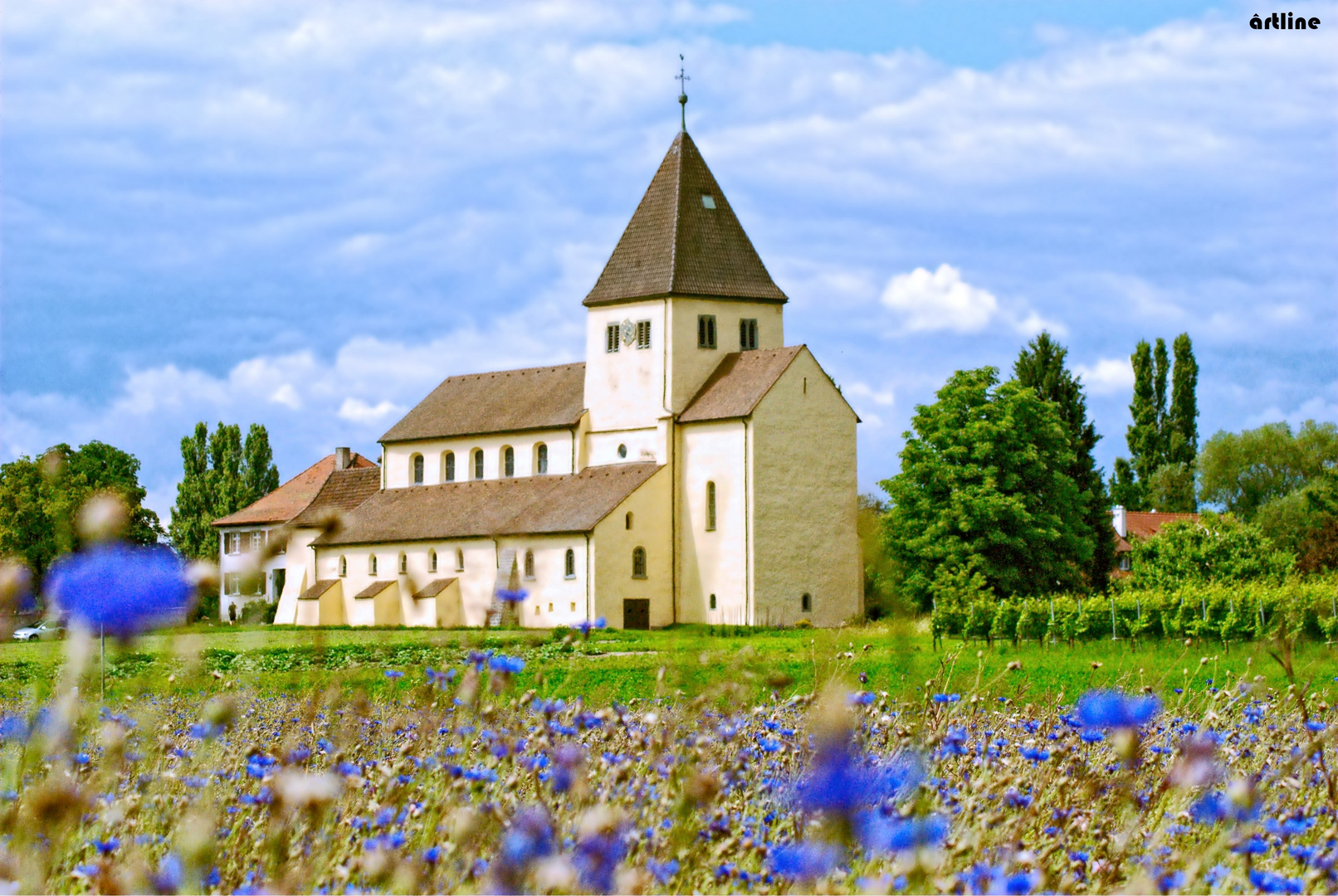  Durchblick durch das Kornblumenfeld