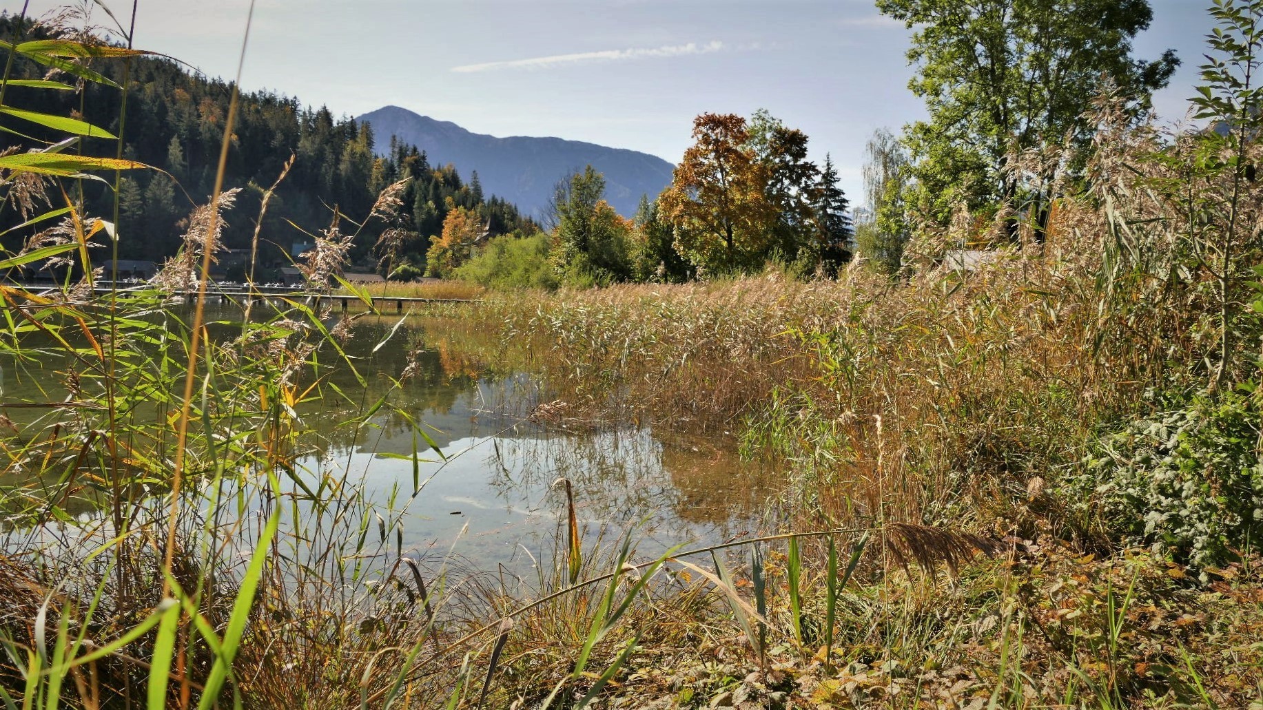 Durchblick durch das Schilf