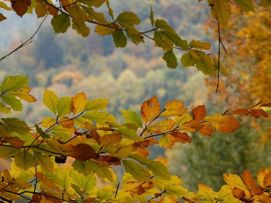 Durchblick durch den Herbst zum Herbst