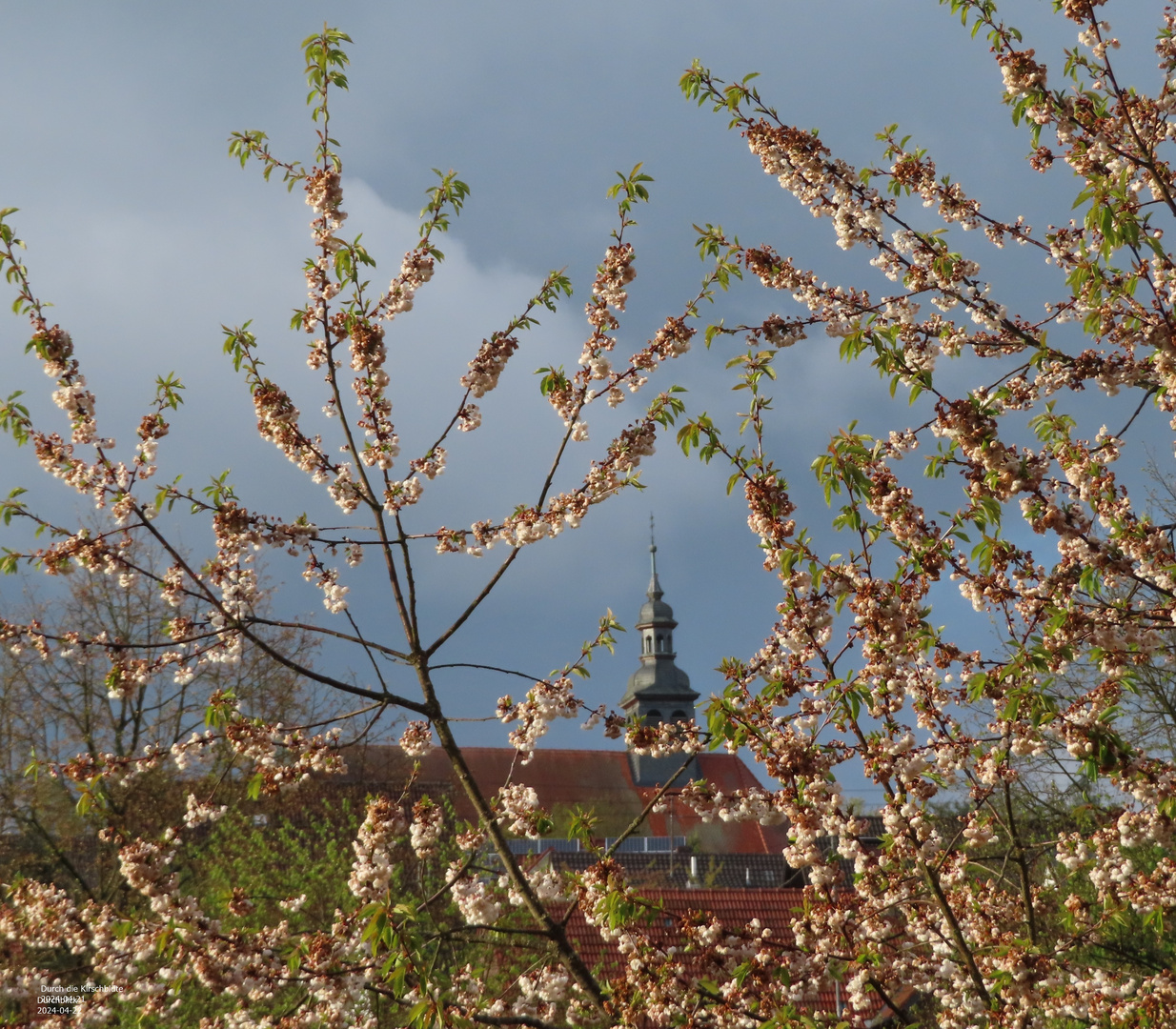 Durchblick durch die Kirschblüte