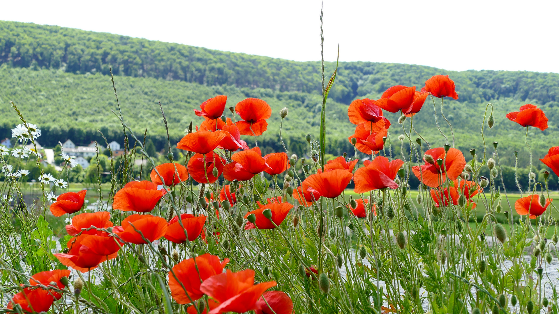 Durchblick durch die Mohnblumen