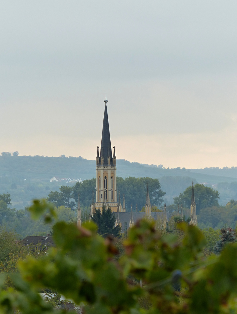 Durchblick durch die Weinreben 