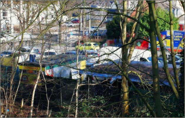 Durchblick durchs Unterholz