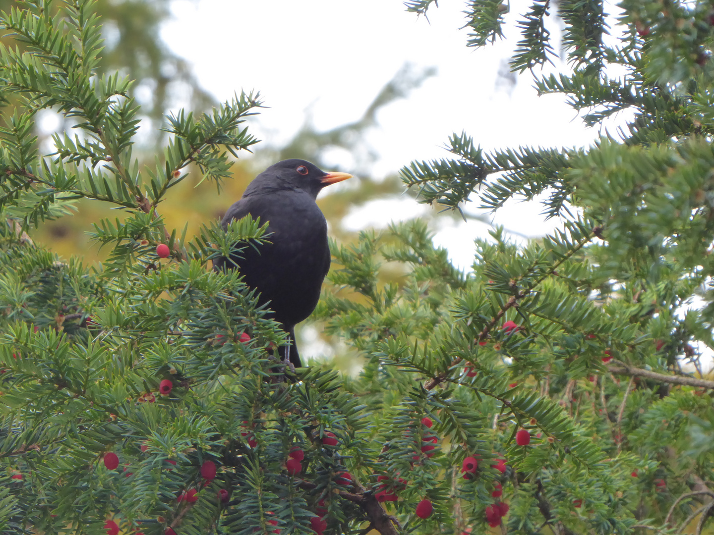 Durchblick für Herrn Amsel