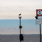 Durchblick hab ich nicht, aber`n Vogel