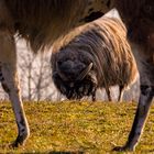 Durchblick - Heidschnucke durch Lama