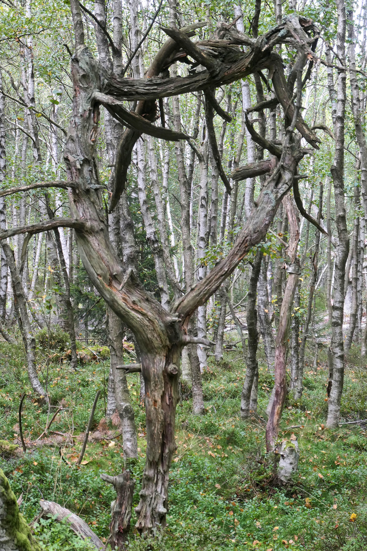 Durchblick im Birken-Moorwald