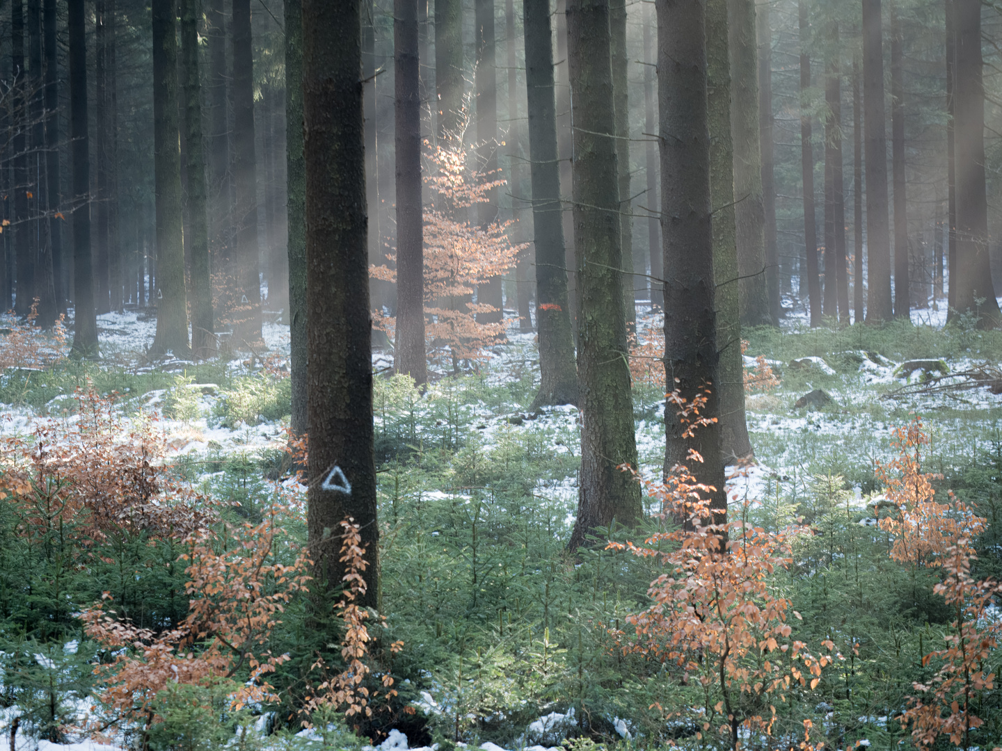 Durchblick im Fichtenwald auf Jungbuchen...