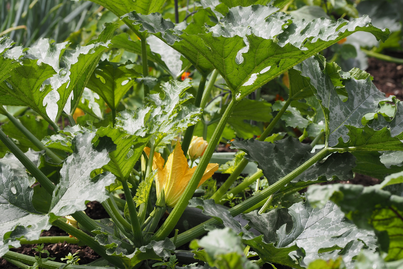 durchblick im garten