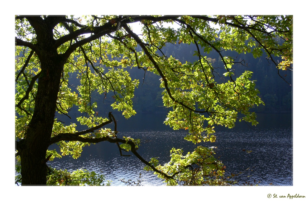 Durchblick im Herbst