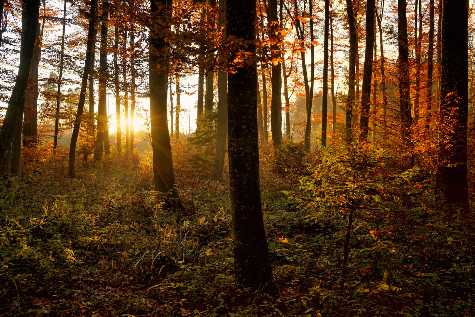 Durchblick im Herbstwald