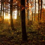 Durchblick im Herbstwald