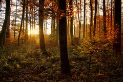 Durchblick im Herbstwald