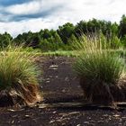 Durchblick: Im Moor beim Steinhuder Meer