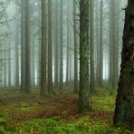 Durchblick im Nadelwald