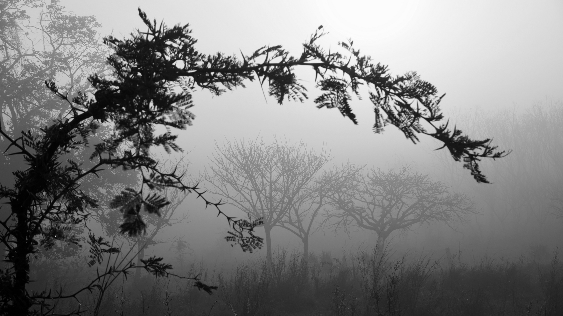 Durchblick im Nebel